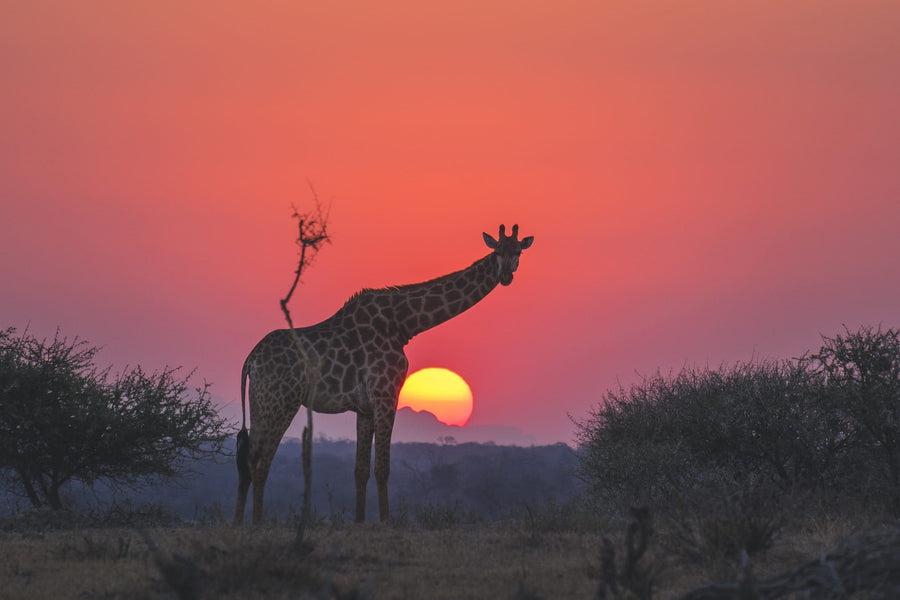 South Africa