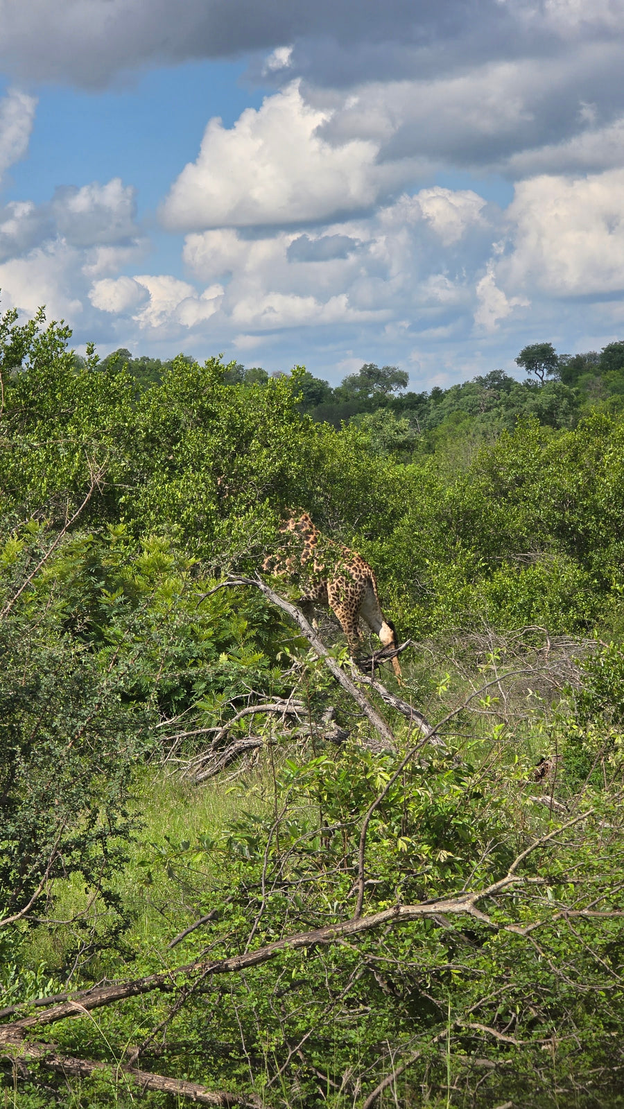 South Africa